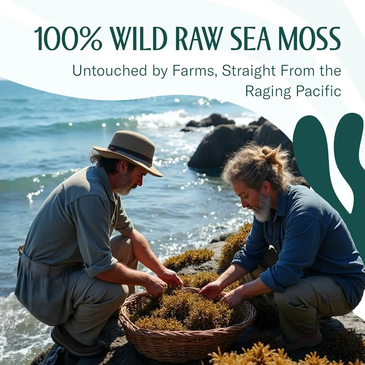 GOLD RAW DRIED SEA MOSS - Image 4